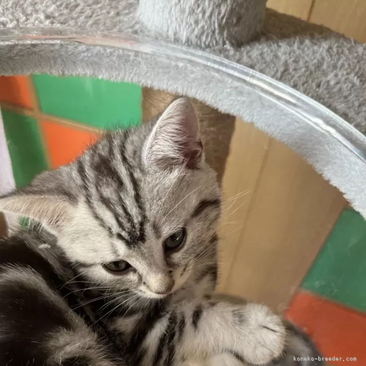 ID：2409-03025の子猫