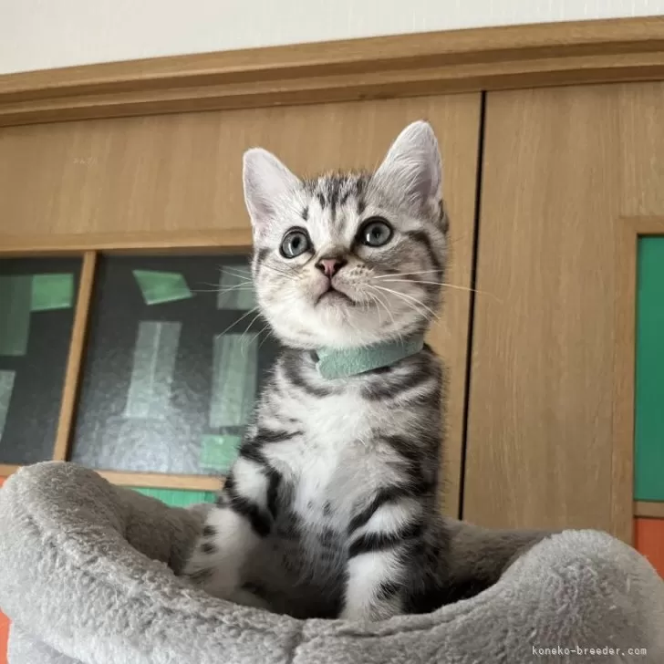 ID：2409-02046の子猫