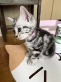アメリカンショートヘア【静岡県・女の子・2024年8月7日・シルバーダビー】の写真3