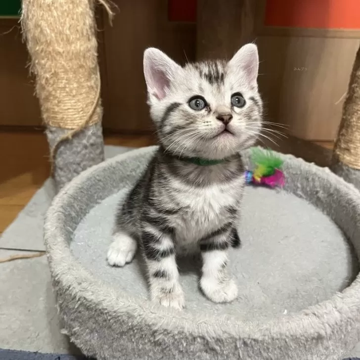 ID：2509-00286の子猫