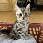 アメリカンショートヘア
