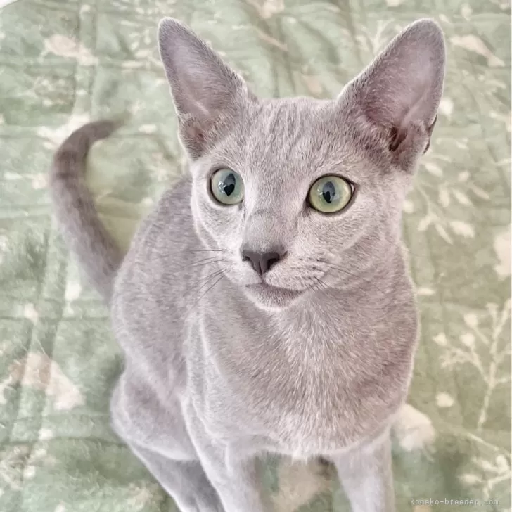 ID：2410-02965の子猫