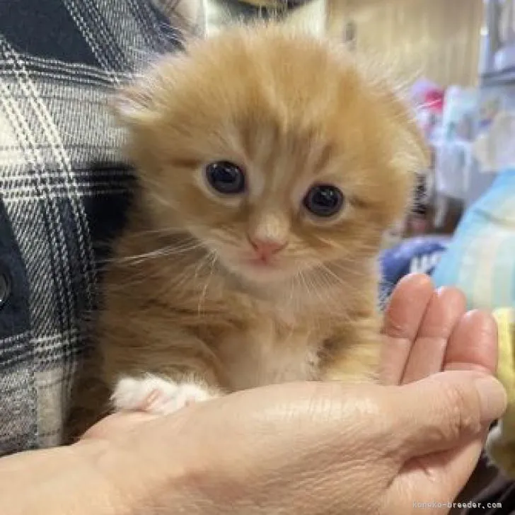ID:2211-02282の子猫