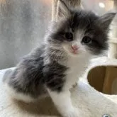 ノルウェージャンフォレストキャット【岡山県・男の子・2023年9月19日・ブルータビーホワイト】の写真1