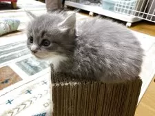 ノルウェージャンフォレストキャット【岡山県・男の子・2025年9月18日・ブルータビー&ホワイト】の写真4