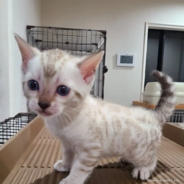 ID:2303-03021の子猫