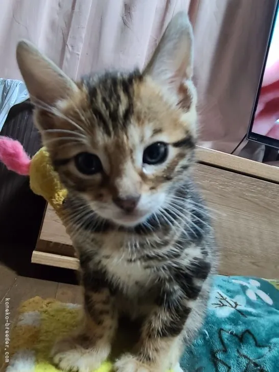 ID:2111-02379の子猫