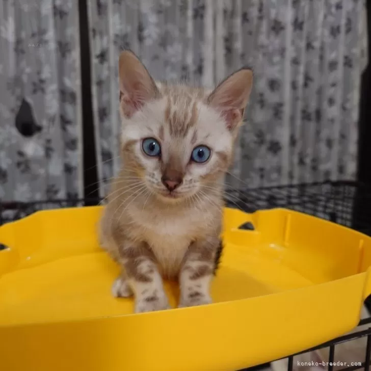 ID:2405-03469の子猫
