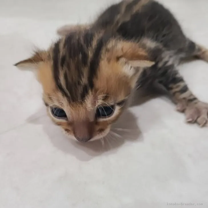 るな 様のお迎えした子猫