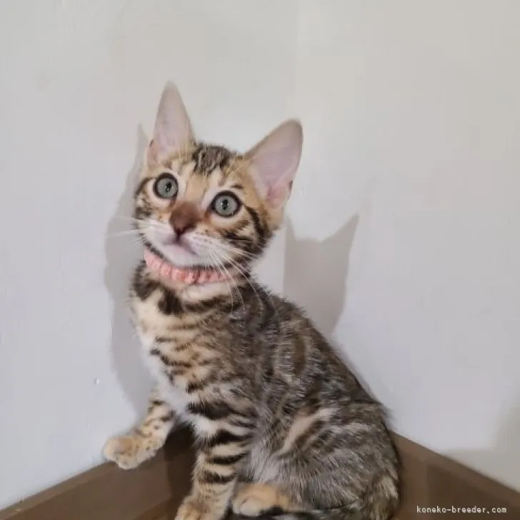 ID:2305-02711の子猫