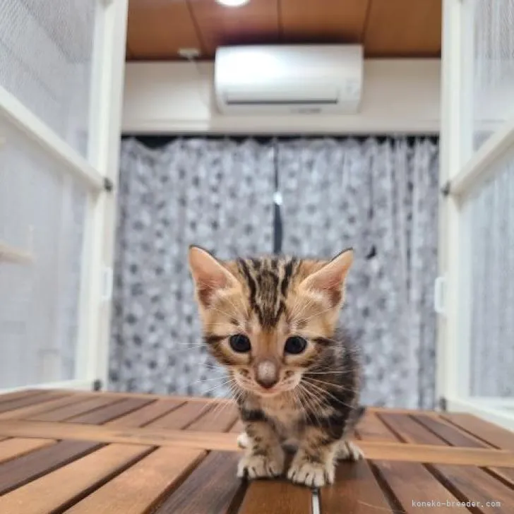 ID:2206-01523の子猫