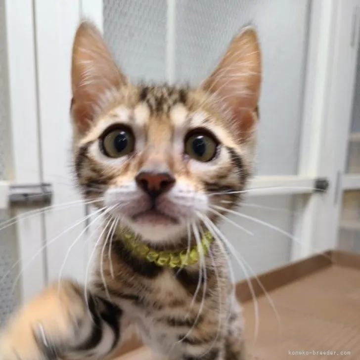 ID：2305-02720の子猫