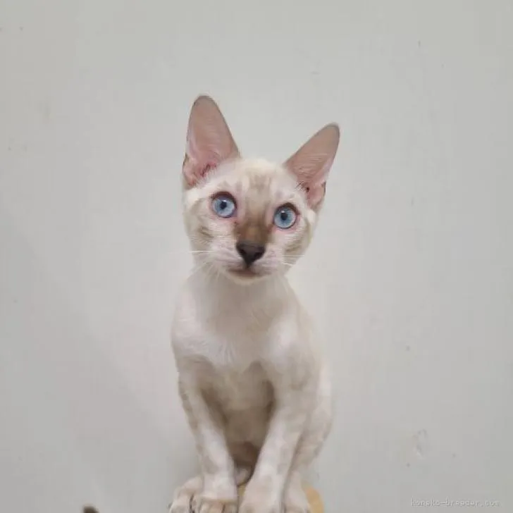 ID:2207-02506の子猫