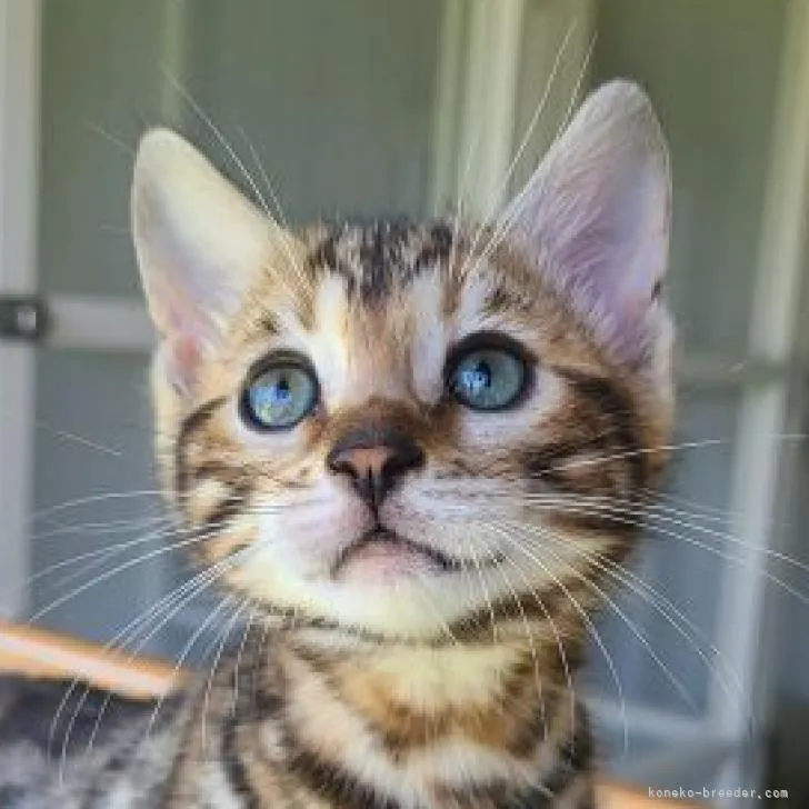 ID:2205-00563の子猫