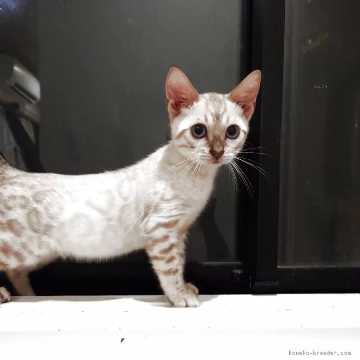 ID：2506-02918の子猫