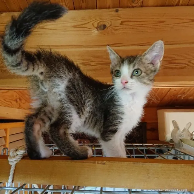 M.S 様のお迎えした子猫