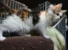 マンチカンxスコティッシュフォールド【広島県・女の子・2020年8月21日・三毛】の写真5「ちぢれ毛でモフモフです。」