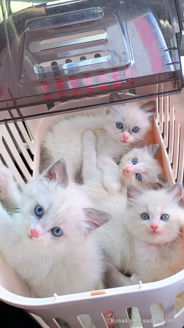 宍倉仁美ブリーダーのブログ：マイクロチップ＋ワクチン完了🐱8/6〜お迎え可能です🚗
