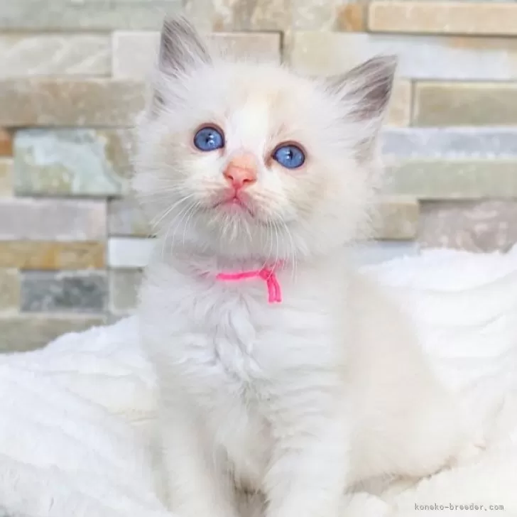 MO 様のお迎えした子猫