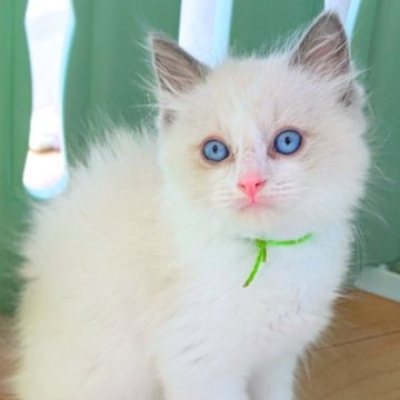 ラグドール【茨城県・男の子・2024年6月17日・ブルーポイントバイカラー（毛玉になりにくいサラサラロング）】の写真「しっかり大きめ体型💎甘えん坊💎両親遺伝子クリア」