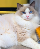 ラグドール【・男の子・2024年4月12日・ブルーポイントバイカラー】