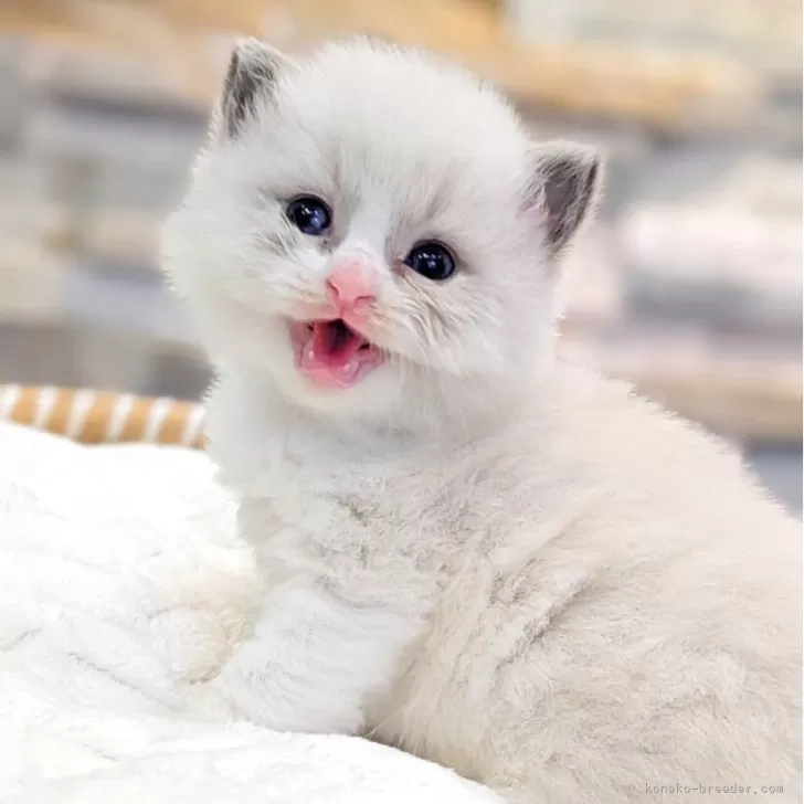 ラグドール【茨城県・女の子・2025年9月29日・ブルーポイントバイカラー】の写真1「これからどんどん情報追加しますので是非お気に入り登録をして写真の更新をチェックしてみて下さい🩷」