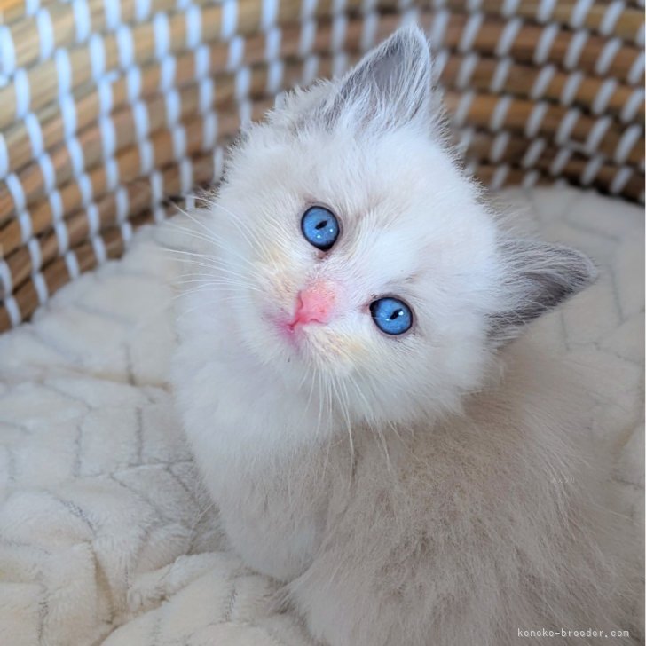 ブリーダー画像