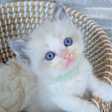 ラグドール【茨城県・男の子・2025年10月6日・ブルーポイントバイカラー】の写真「両親遺伝子クリア💎大きなお目々の可愛い系男子」