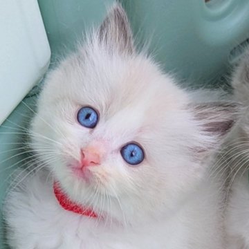 ラグドール【茨城県・女の子・2025年6月24日・ブルーポイントバイカラー（サラサラ毛玉になりにくい）】の写真「両親遺伝子検査クリア💎元気で明るい性格の甘えん坊」