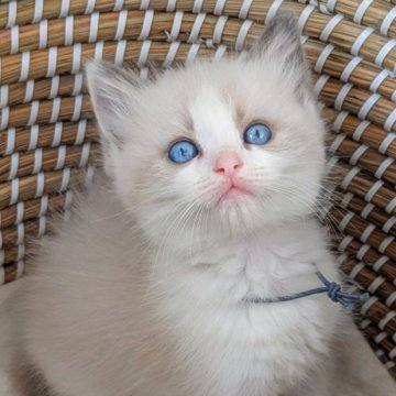 ラグドール【茨城県・男の子・2025年10月29日・ブルーポイントバイカラー】の写真「幸せを招くキャンドルテール💎マイペースな甘えん坊」