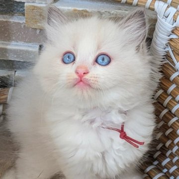 ラグドール【茨城県・女の子・2025年11月10日・ブルーポイントバイカラー】の写真「フワフワ夏の晴天のような瞳💎明るい性格の甘えん坊」