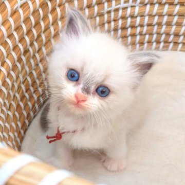 ラグドール【茨城県・女の子・2025年10月29日・ブルーポイント】の写真「エキゾチックなお顔立ち💎食いしん坊な可愛いちゃん」