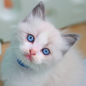 ラグドール【茨城県・男の子・2025年6月22日・ブルーポイントバイカラー】の写真「両親遺伝子検査クリア💎遊び好きな甘えん坊💎」