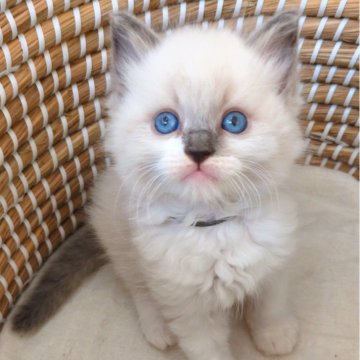ラグドール【茨城県・男の子・2025年10月29日・ブルーポイント】の写真「お鼻が黒くて美しいモフモフ💎食いしん坊で甘えん坊」
