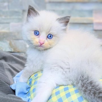 ラグドール【茨城県・男の子・2025年8月5日・ブルーポイントバイカラー（毛玉になりにくいサラサラ毛質）】の写真「両親遺伝子クリア💎小さなクマさんフェイス💎」