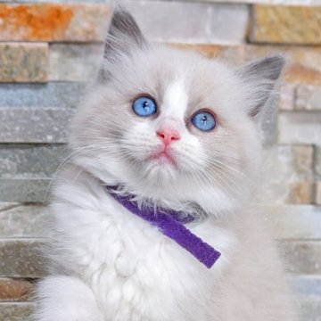 ラグドール【茨城県・女の子・2025年6月22日・ブルーポイントバイカラー】の写真「両親遺伝子クリア💎抱っこ大好き甘えん坊💎」