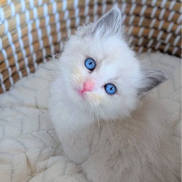 ラグドール【茨城県・女の子・2025年10月6日・ブルーポイントバイカラー】の写真「両親遺伝子クリア💎綺麗なハチワレに上品な顔立ち」