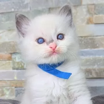 エキゾチック子猫ちゃん♡チルちゃん♡ミルキィ〜ちゃん御予約♥ 珍しい猫ちゃんの「フォールデックスちゃん」です🐱🤍 2024年9月