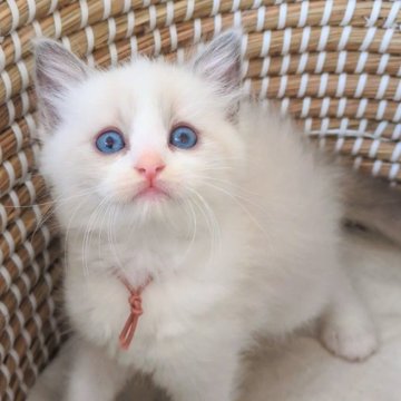 ラグドール【茨城県・女の子・2025年10月29日・ブルーポイントバイカラー】の写真「凛としたお顔立ち💎遊ぶの大好きちゃん」