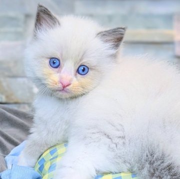 ラグドール【茨城県・男の子・2025年8月5日・ブルーポイントバイカラー（毛玉になりにくいサラサラ毛質）】の写真「両親遺伝子クリア💎小さなクマさんフェイス💎」