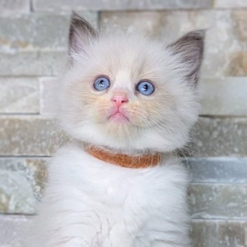ラグドール【茨城県・男の子・2025年8月5日・ブルーポイントバイカラー（ダブルコート）】の写真「しっかりボディで他にない小さなクマさんフェイス🧸」
