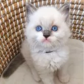 ラグドール【茨城県・男の子・2025年10月29日・ブルーポイント】の写真1