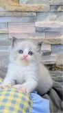 ラグドール【茨城県・男の子・2025年8月5日・ブルーポイントバイカラー】の写真2