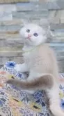 ラグドール【茨城県・男の子・2025年8月6日・ブルーポイントバイカラー】の写真3