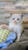 ラグドール【茨城県・男の子・2025年8月5日・ブルーポイントバイカラー】の写真3