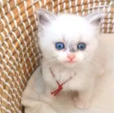 ラグドール【茨城県・女の子・2025年10月29日・ブルーポイント】の写真3