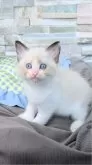 ラグドール【茨城県・男の子・2025年8月5日・シールポイントバイカラー】の写真4