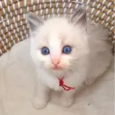 ラグドール【茨城県・女の子・2025年10月29日・ブルーポイントバイカラー】の写真4