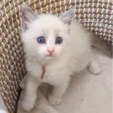 ラグドール【茨城県・女の子・2025年10月29日・ブルーポイントバイカラー】の写真4