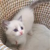 ラグドール【茨城県・女の子・2025年10月29日・ブルーポイントバイカラー】の写真5